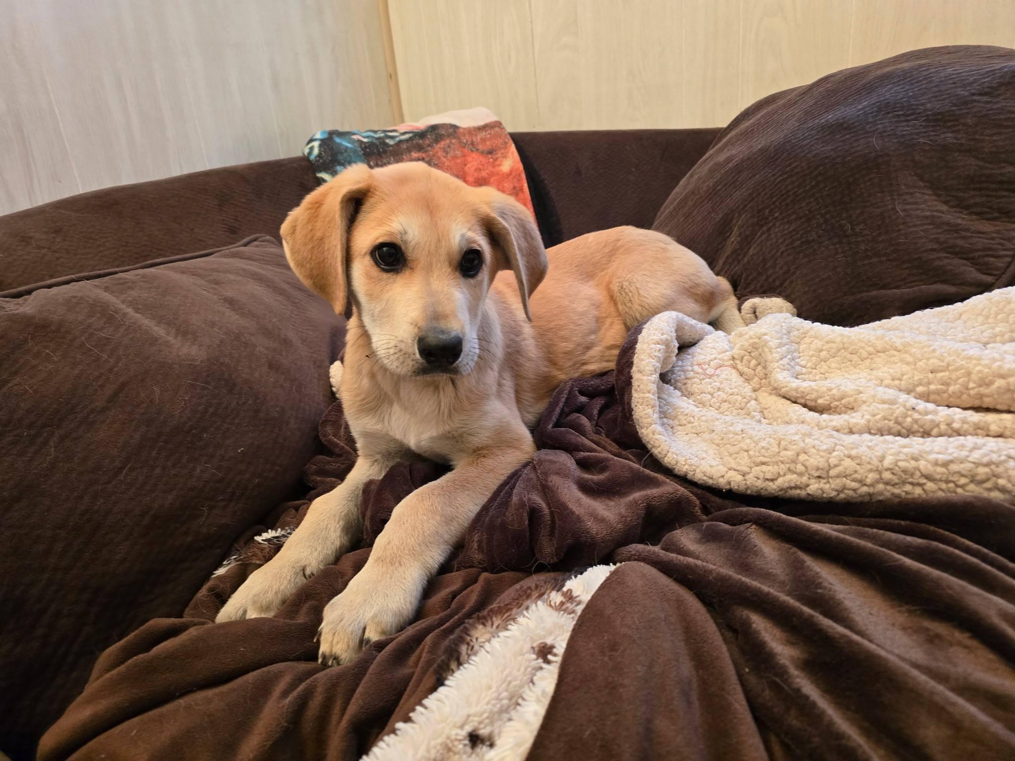 Quinn, an adopted mixed breed in Marlton, NJ image 2/3