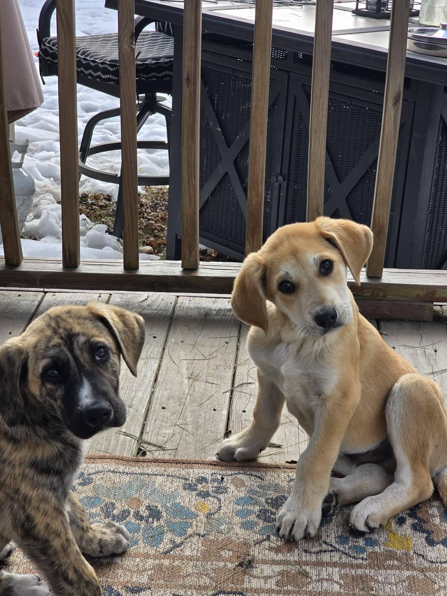 Quinn, an adopted mixed breed in Marlton, NJ image 3/3