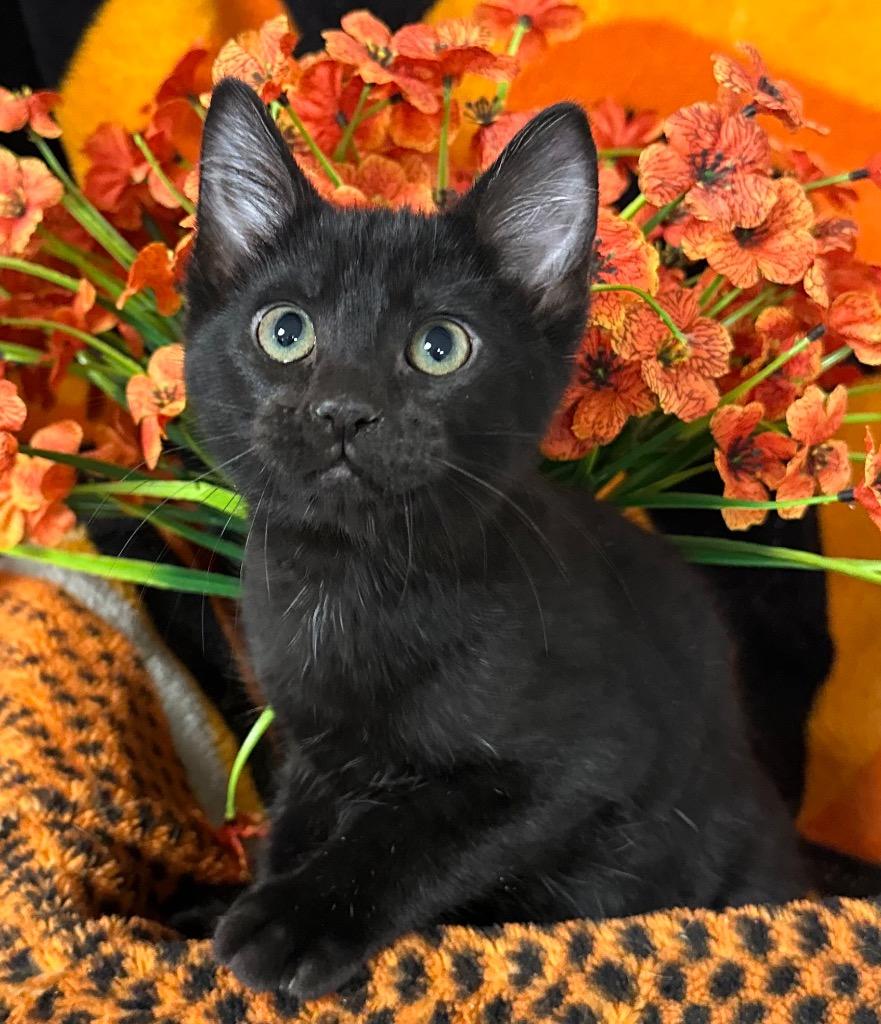 4/3/26 Dopey, Adoptable, Kitten Female Domestic Short Hair.