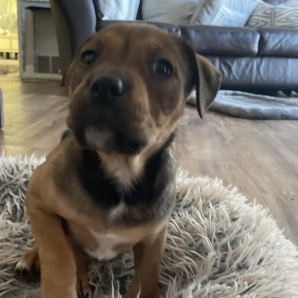 Enlarge Jackie, a Adoptable mixed breed in Fishkill , NY image 6/6