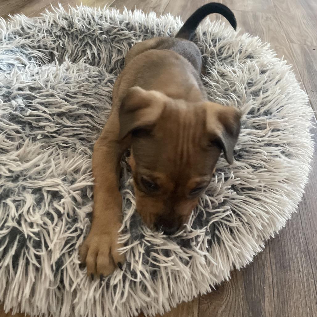 Enlarge Jackie, a Adoptable mixed breed in Fishkill , NY image 3/6