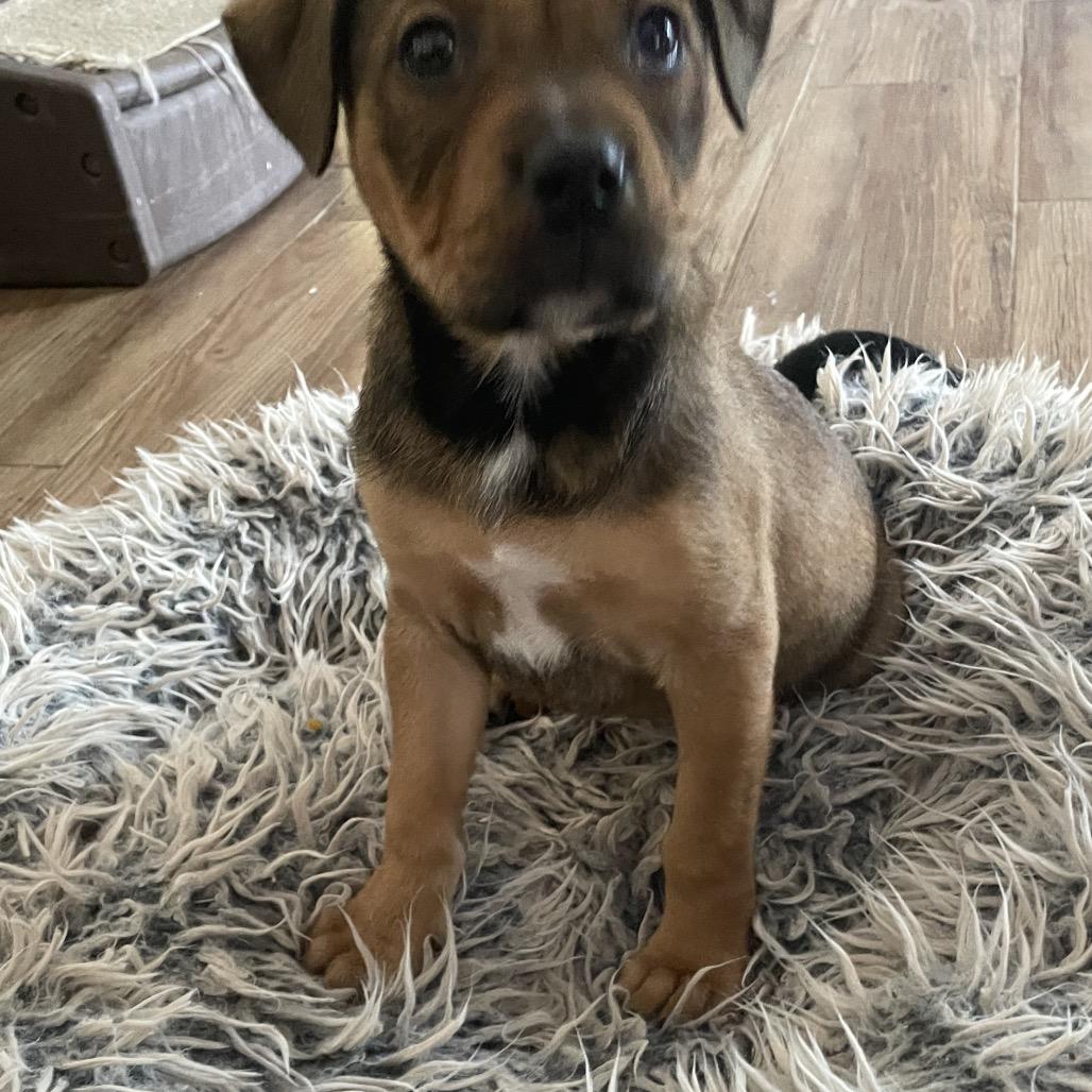 Enlarge Jackie, a Adoptable mixed breed in Fishkill , NY image 4/6