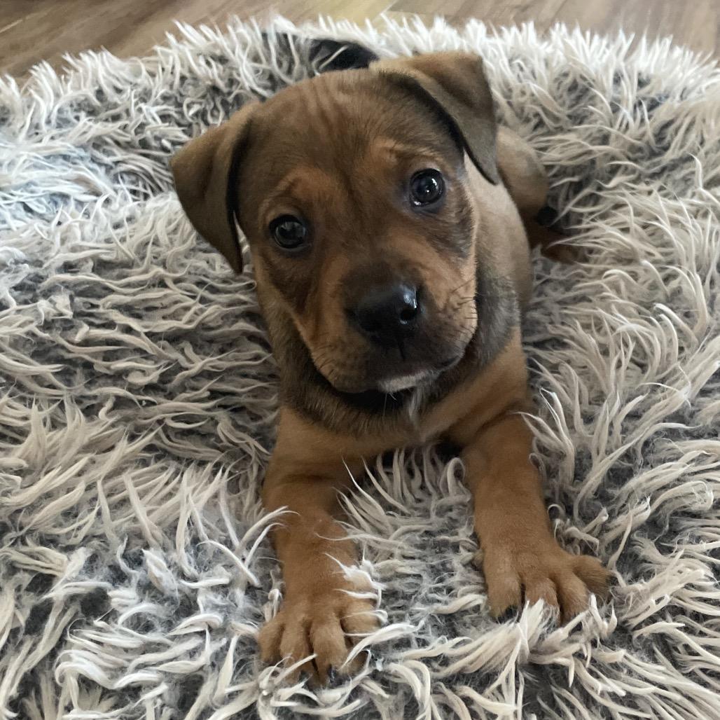 Enlarge Jackie, a Adoptable mixed breed in Fishkill , NY image 2/6