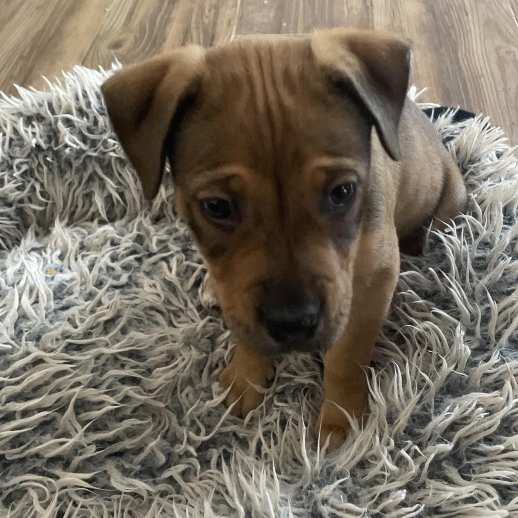 Enlarge Jackie, a Adoptable mixed breed in Fishkill , NY image 5/6