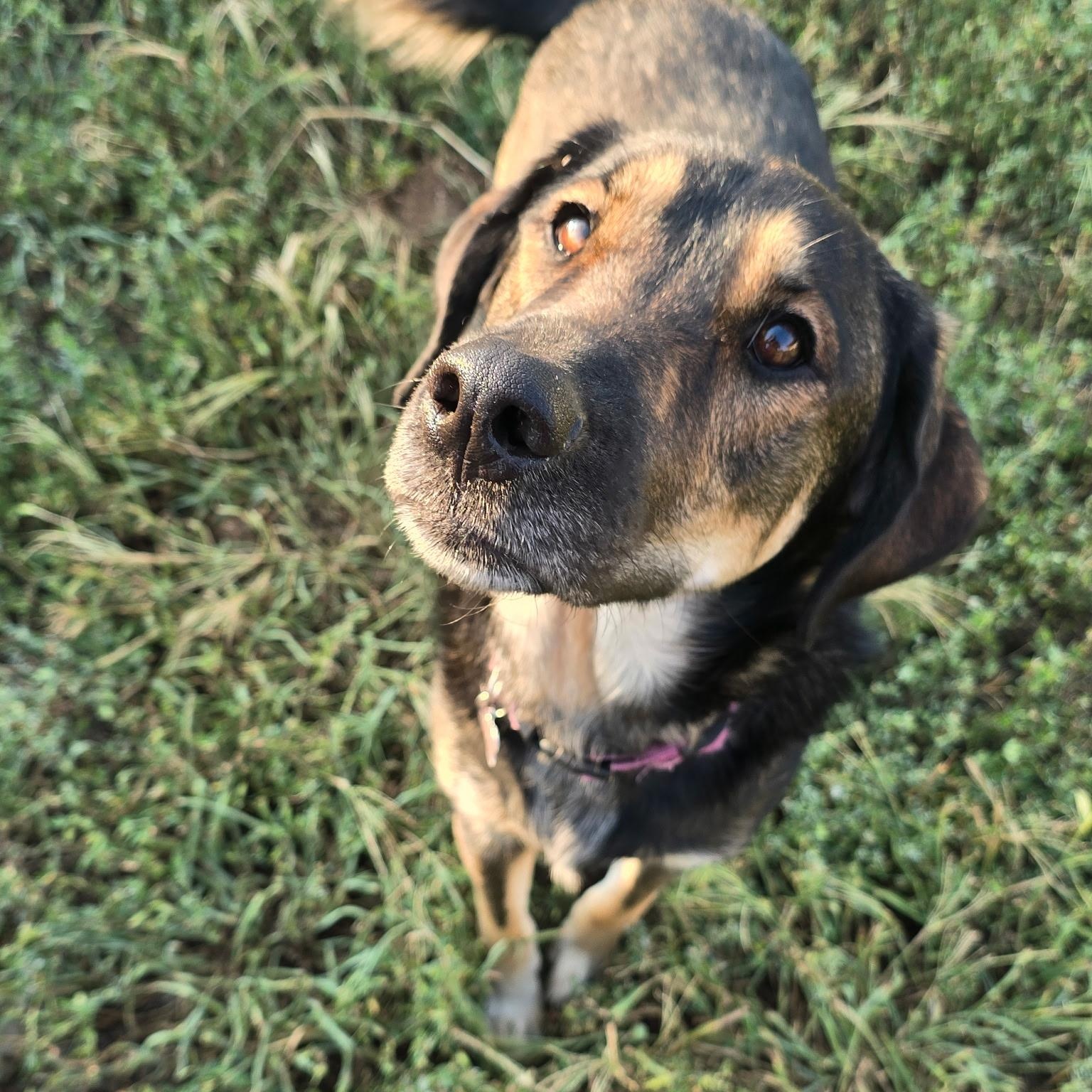 Daisy
