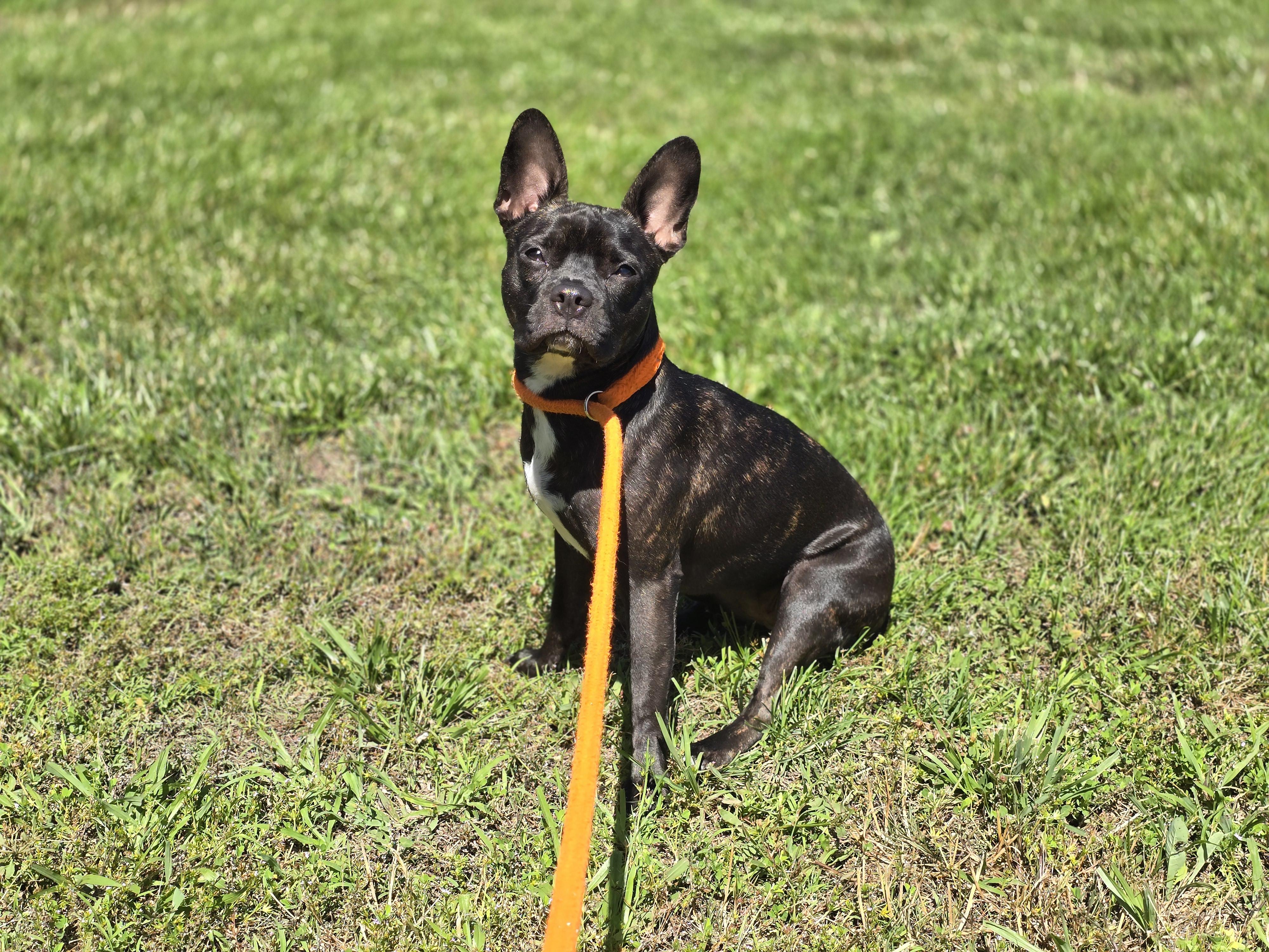 Boston Lucy, ADOPTABLE, Young Female Boston Terrier & French Bulldog.
