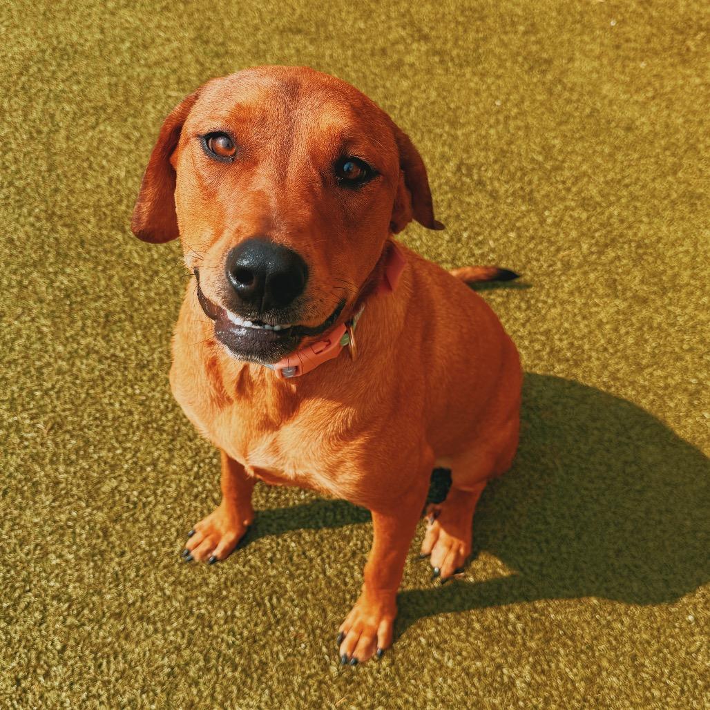 Tootsie, a ADOPTABLE mixed breed in Hays, KS image 3/6