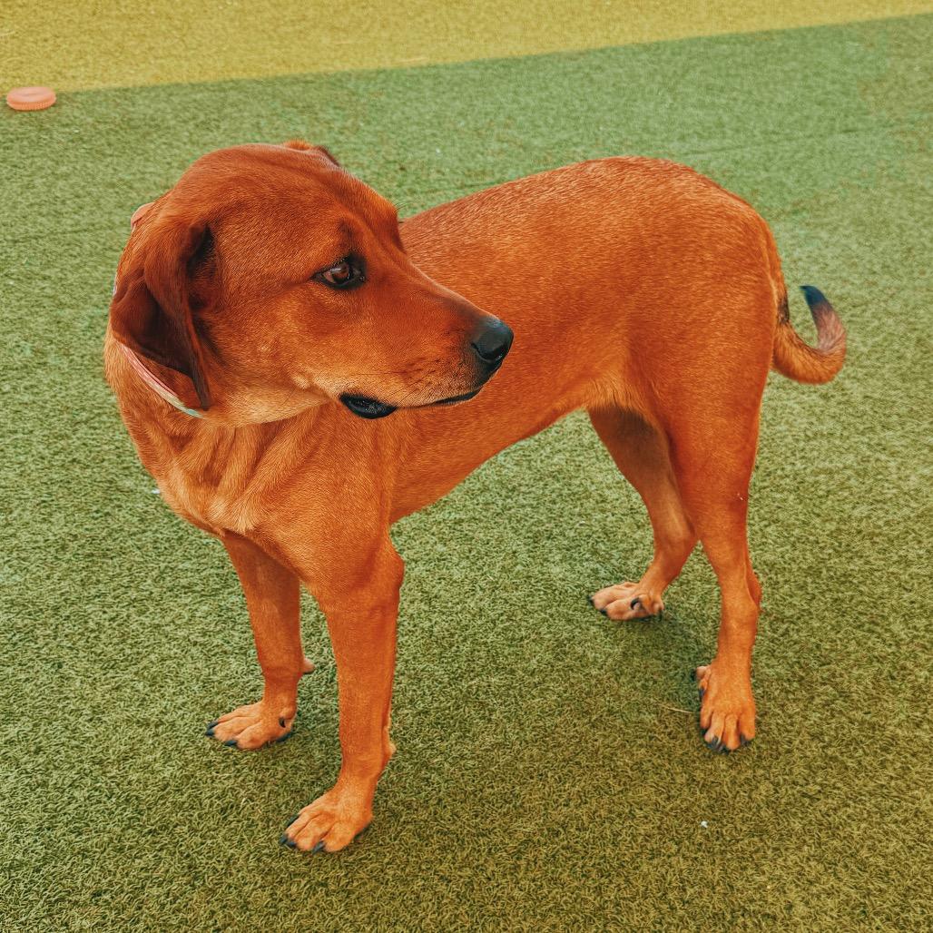 Tootsie, a ADOPTABLE mixed breed in Hays, KS image 4/6