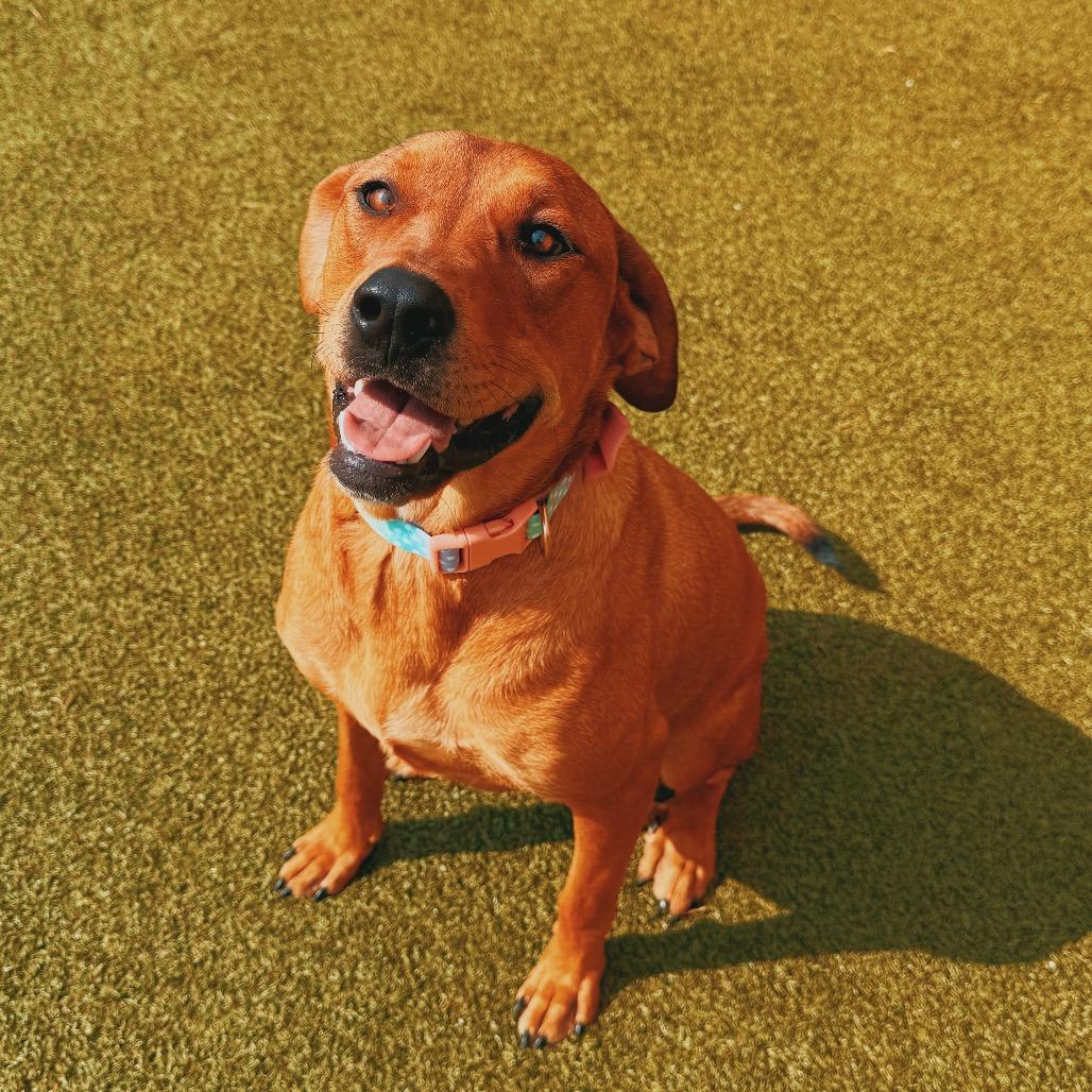 Tootsie, a ADOPTABLE mixed breed in Hays, KS image 5/6