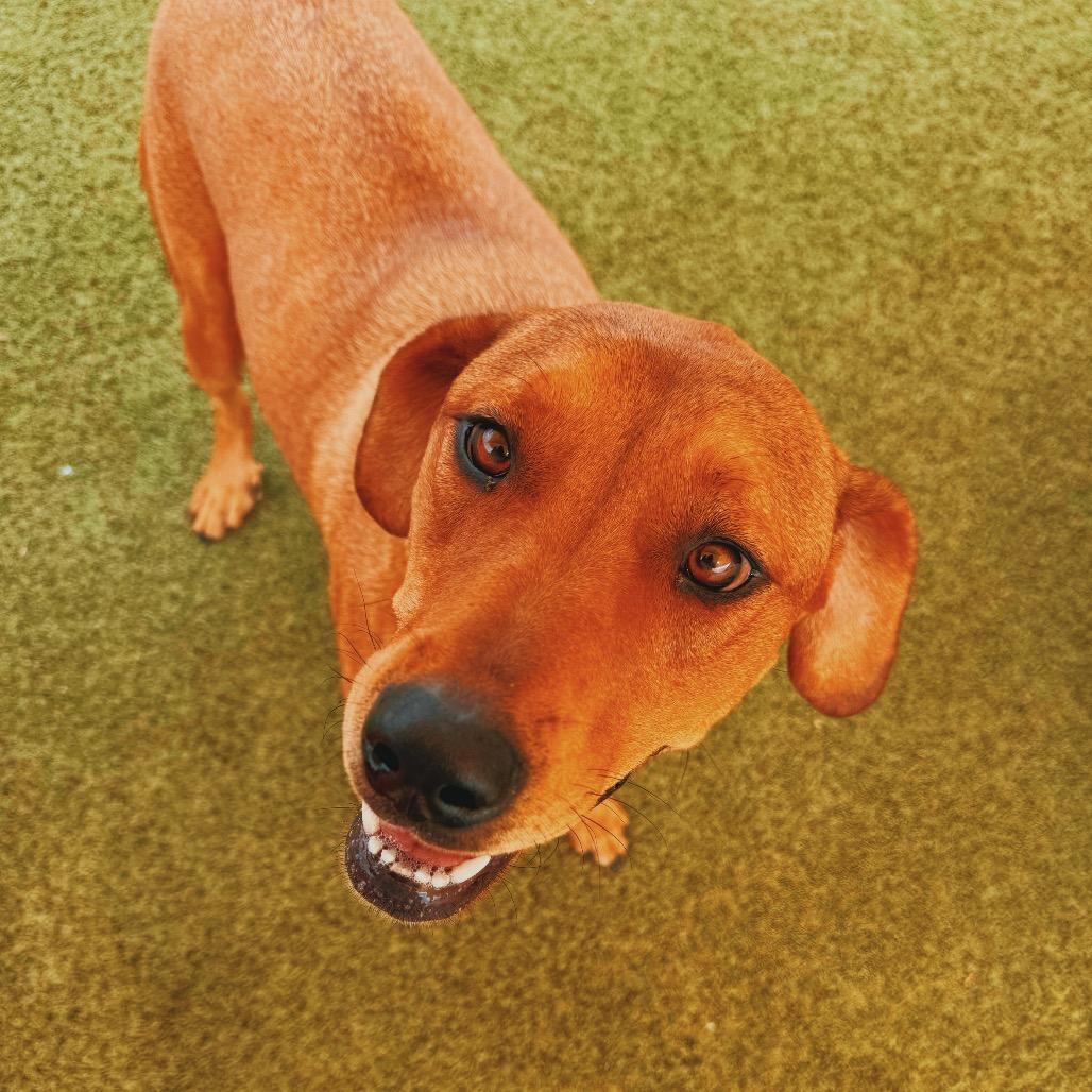 Tootsie, a ADOPTABLE mixed breed in Hays, KS image 2/6