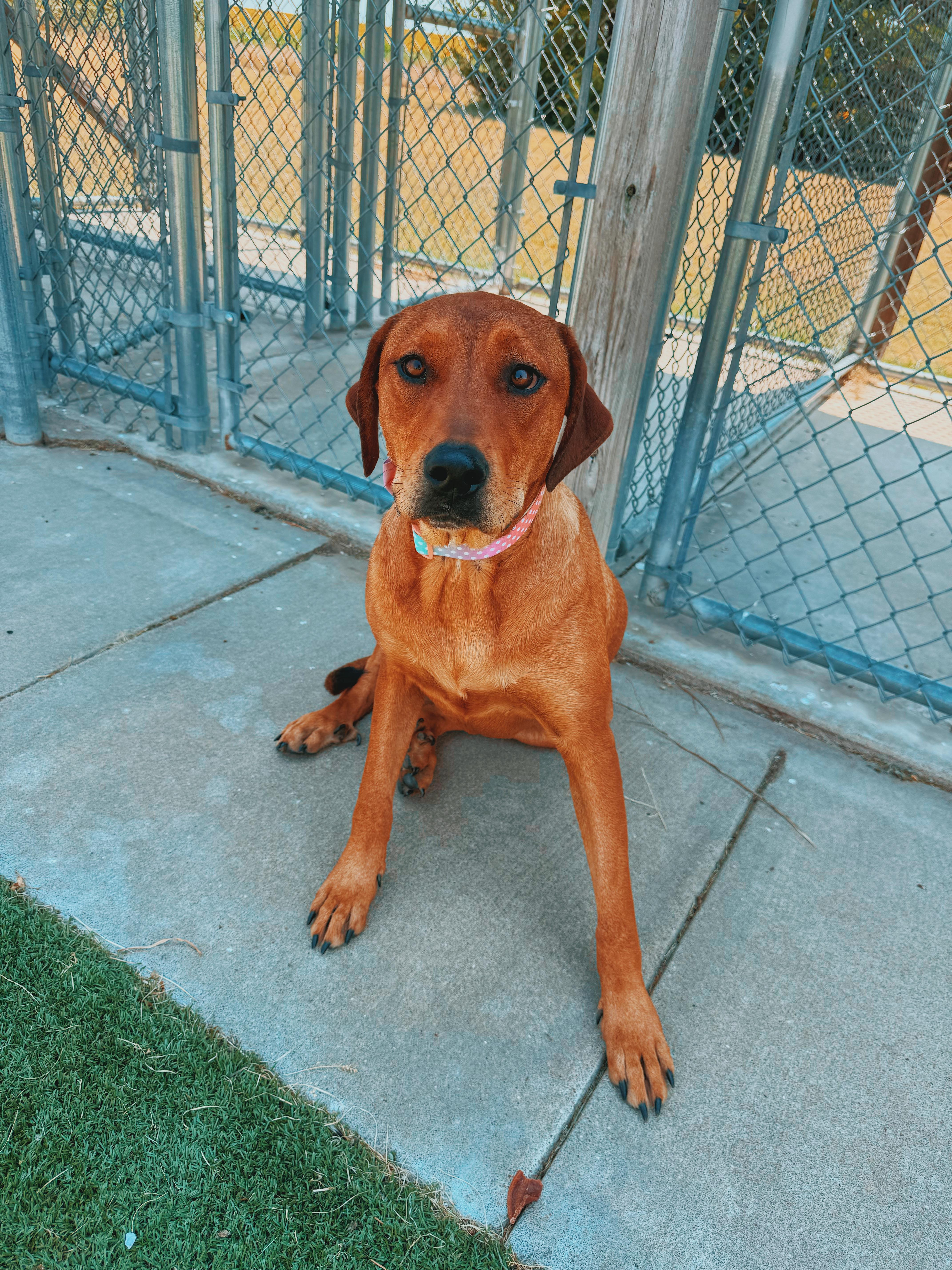Tootsie, a ADOPTABLE mixed breed in Hays, KS image 6/6