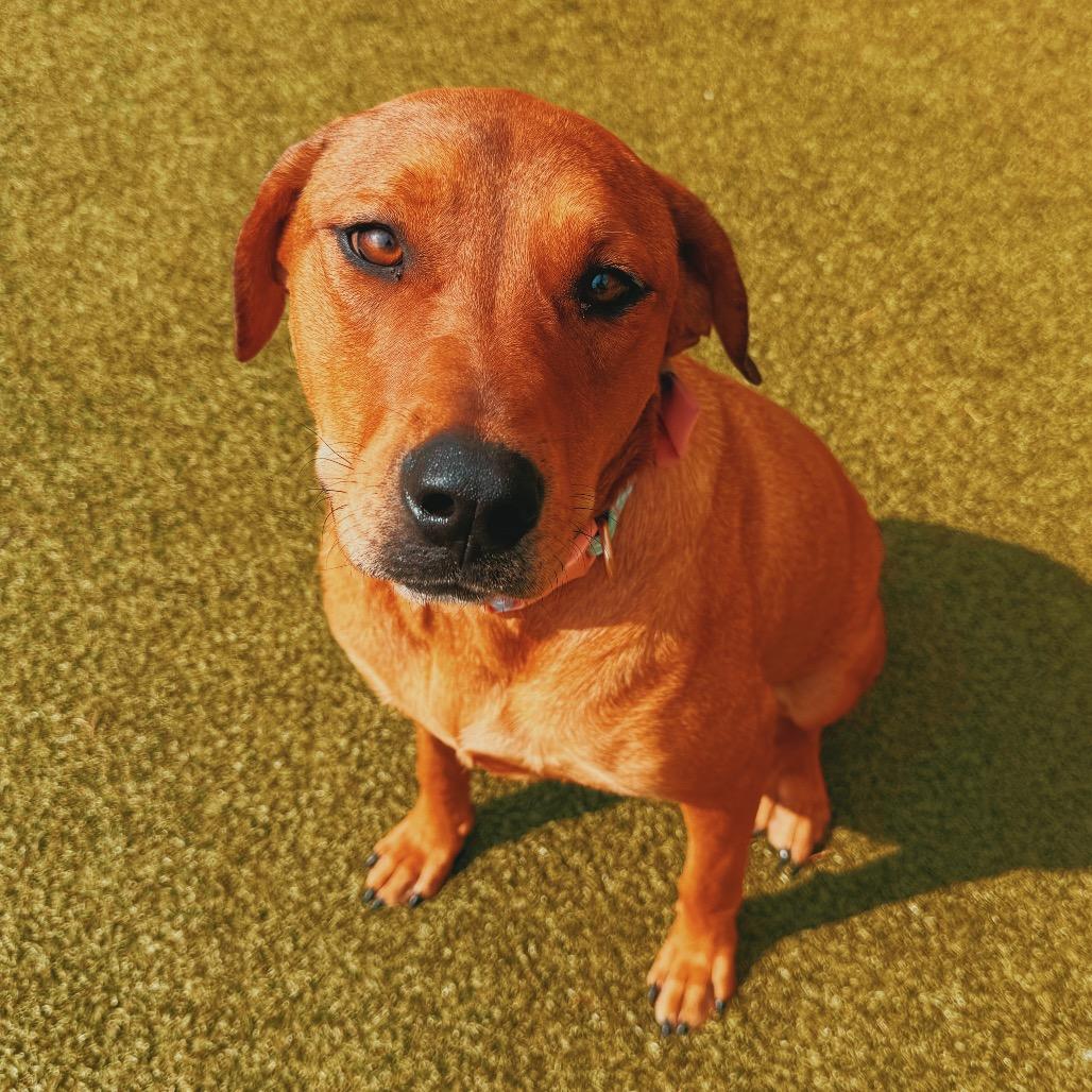 Tootsie, a ADOPTABLE mixed breed in Hays, KS image 1/6