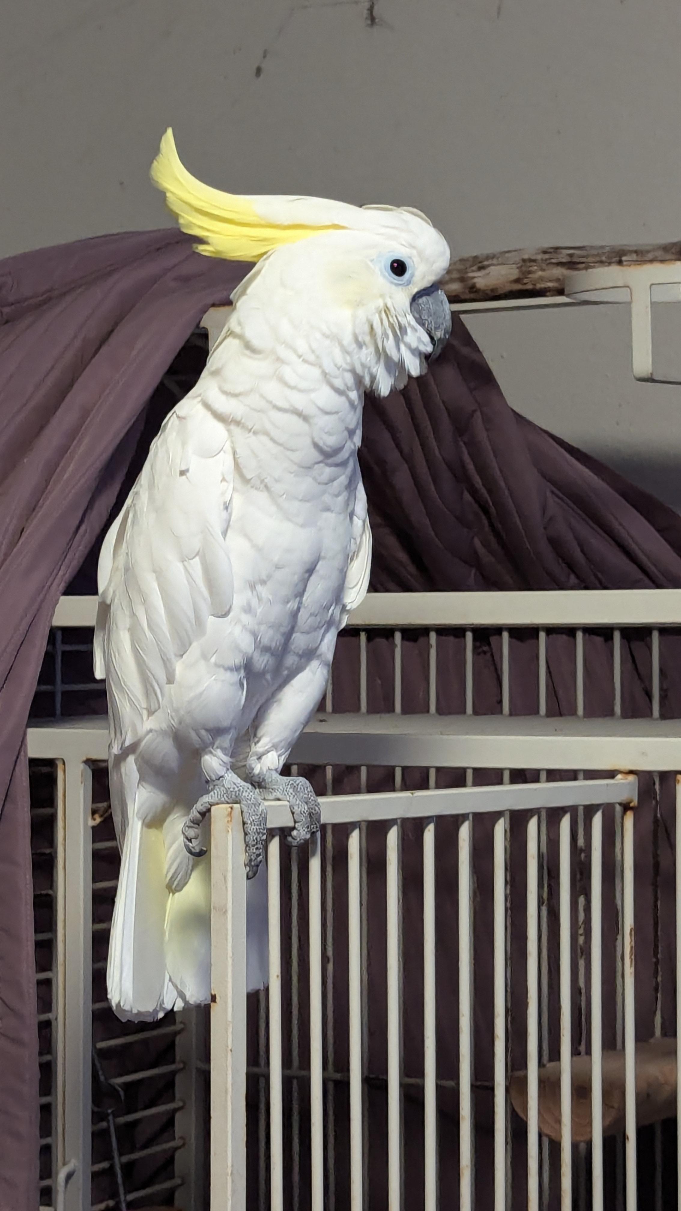 Enlarge Kiwi  The Greater Sulfur Crested Cockatoo *For Men Only, an adoptable Cockatoo in Vancouver, WA image 6/6