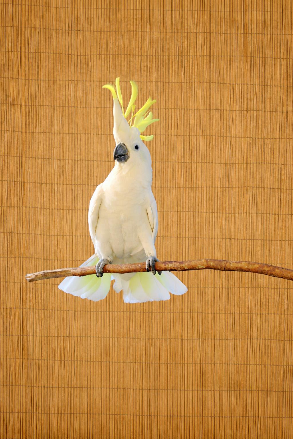 Enlarge Kiwi  The Greater Sulfur Crested Cockatoo *For Men Only, an adoptable Cockatoo in Vancouver, WA image 4/4