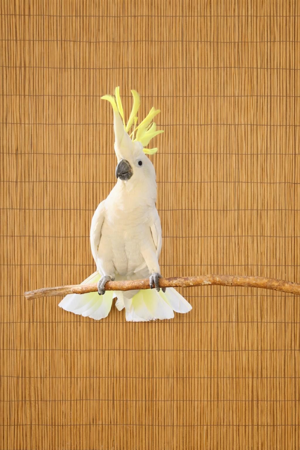 Kiwi  The Greater Sulfur Crested Cockatoo *For Men Only, adoptable, Adult Male Cockatoo.