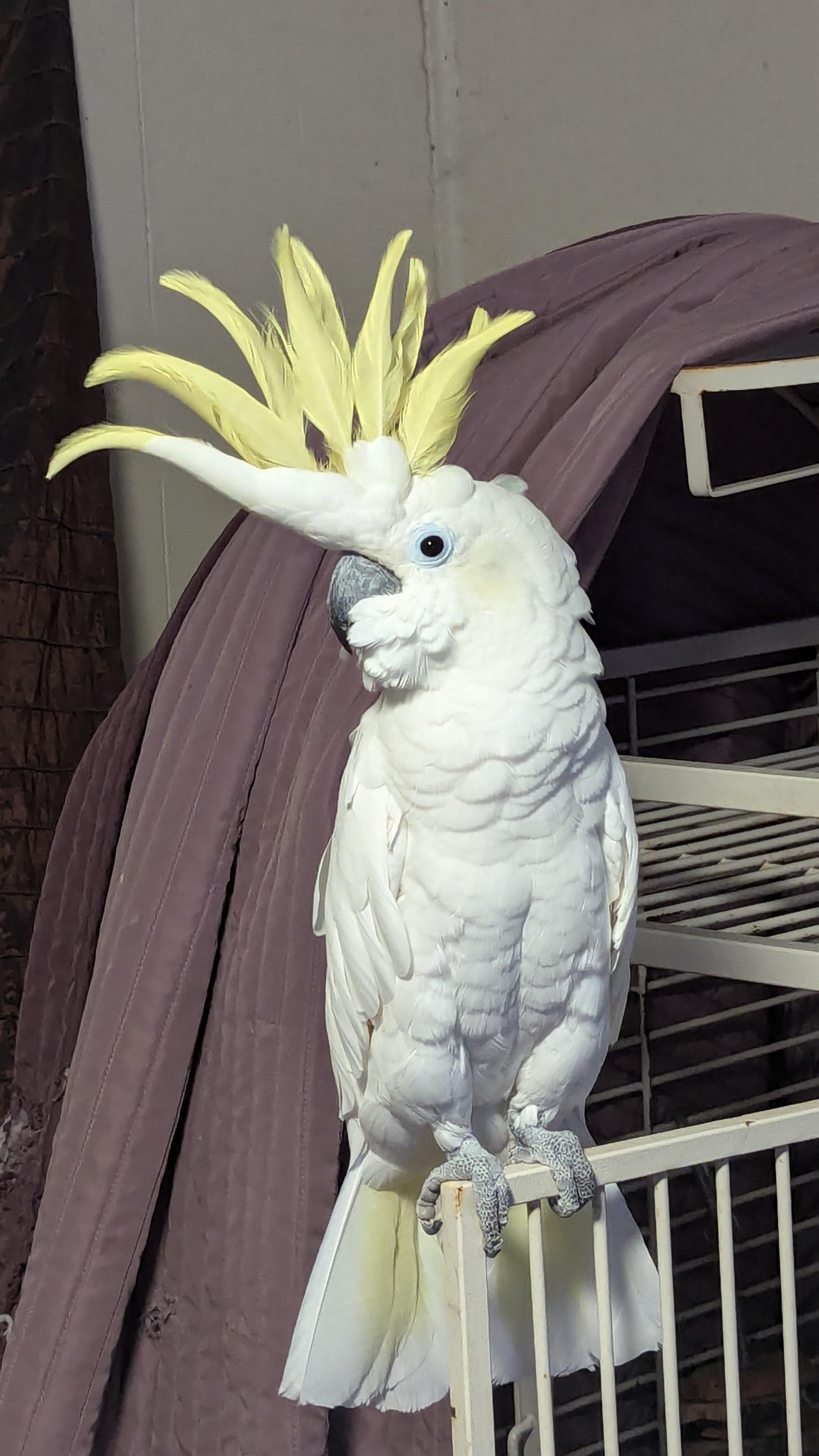 Enlarge Kiwi  The Greater Sulfur Crested Cockatoo *For Men Only, an adoptable Cockatoo in Vancouver, WA image 4/6