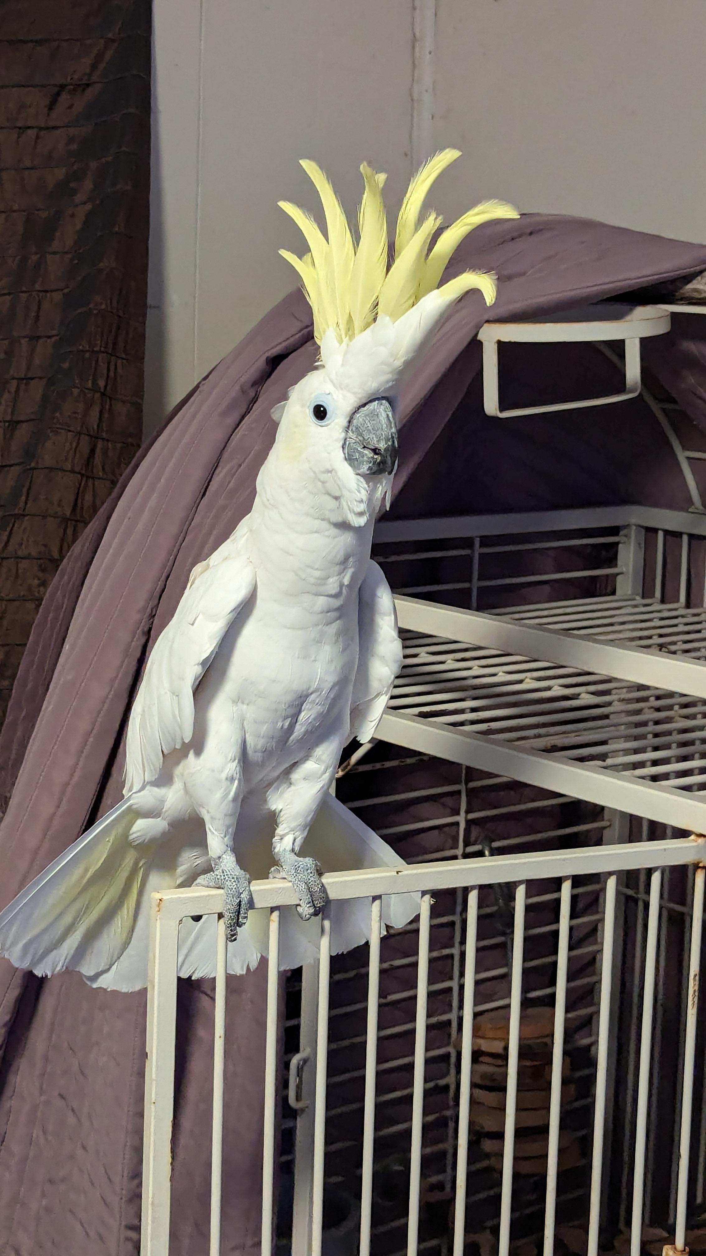 Enlarge Kiwi  The Greater Sulfur Crested Cockatoo *For Men Only, an adoptable Cockatoo in Vancouver, WA image 5/6