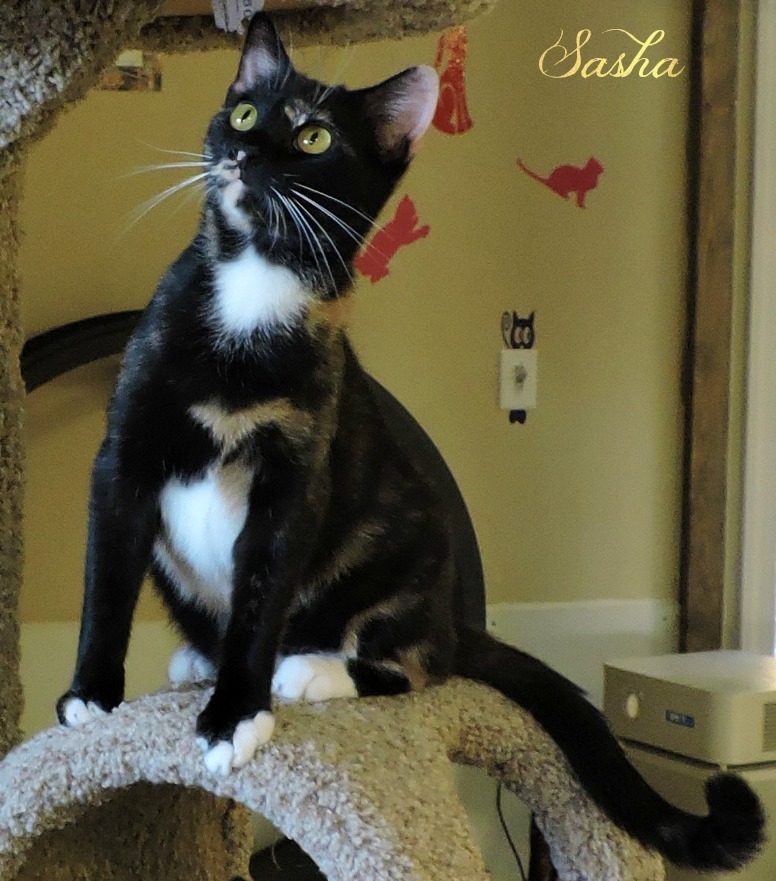 Sasha, Adoptable, Adult Female Domestic Short Hair & Tortoiseshell.