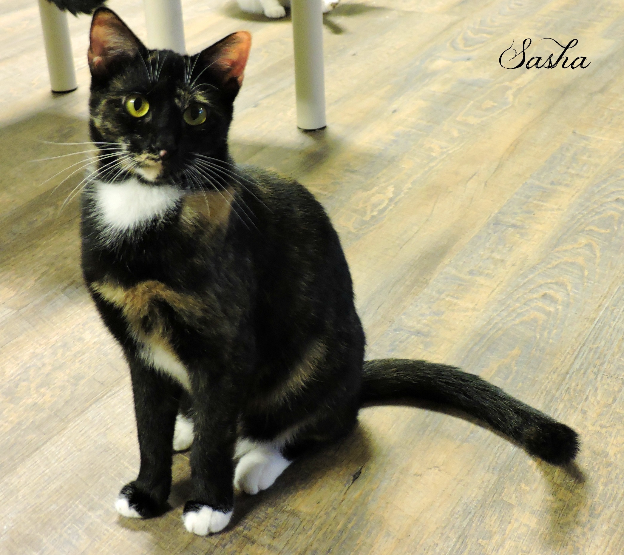 Sasha, a Adoptable mixed breed in Macon, GA image 2/10