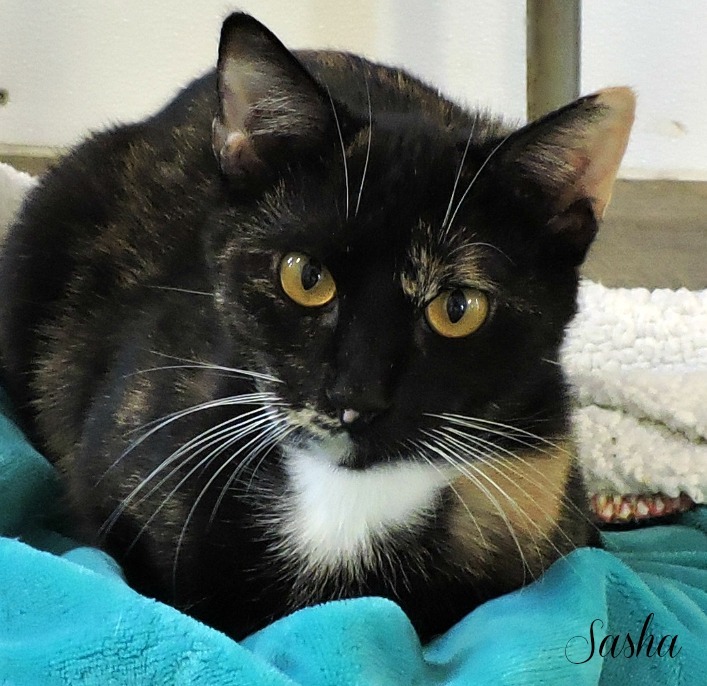 Sasha, a Adoptable mixed breed in Macon, GA image 3/10