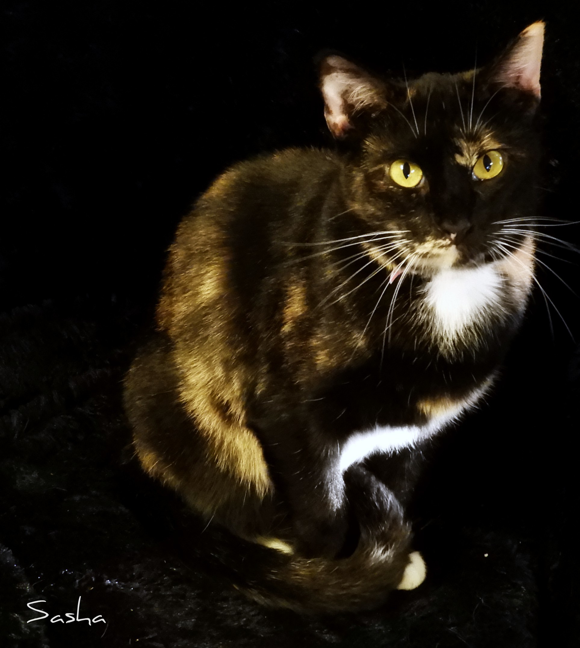 Sasha, a Adoptable mixed breed in Macon, GA image 4/10