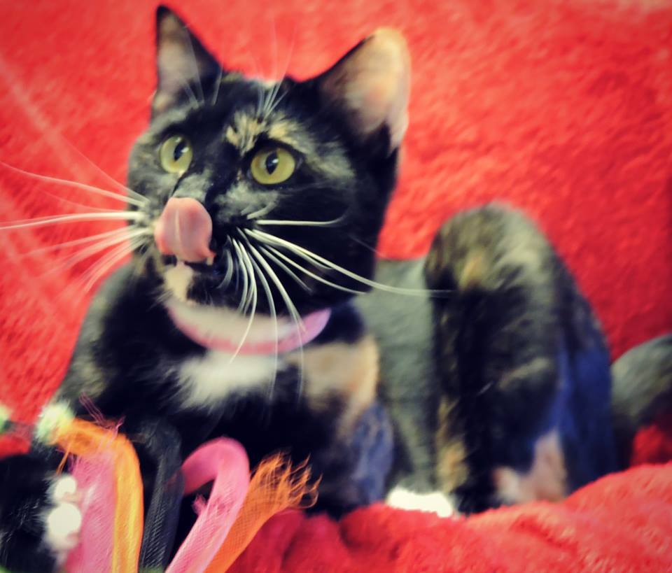 Sasha, a Adoptable mixed breed in Macon, GA image 5/10