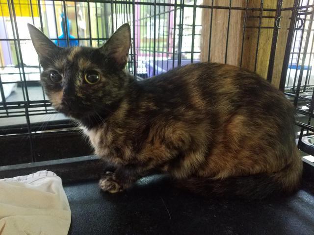 Enlarge Cinnamon - (Sponsored), a Adoptable mixed breed in Pittsboro, NC image 1/1