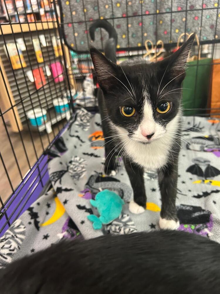 Enlarge Whitetoe, a Adoptable Domestic Short Hair in Orlando, FL image 1/5