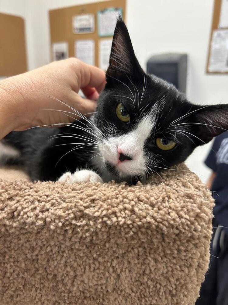 Enlarge Whitetoe, a Adoptable Domestic Short Hair in Orlando, FL image 2/5