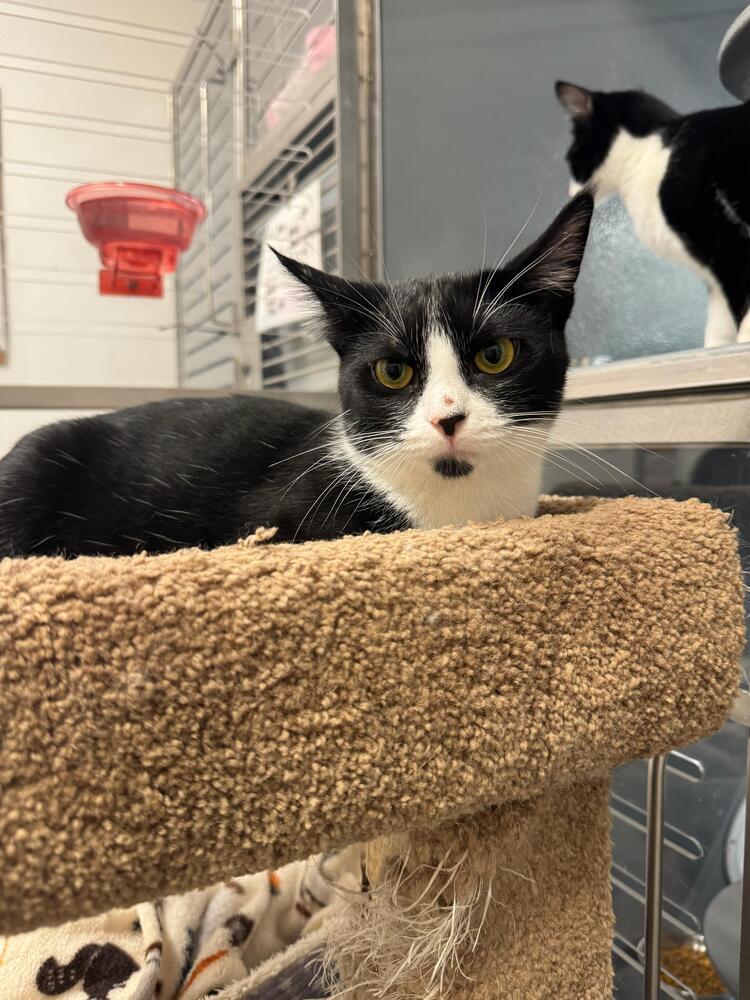 Enlarge Whitetoe, a Adoptable Domestic Short Hair in Orlando, FL image 4/6