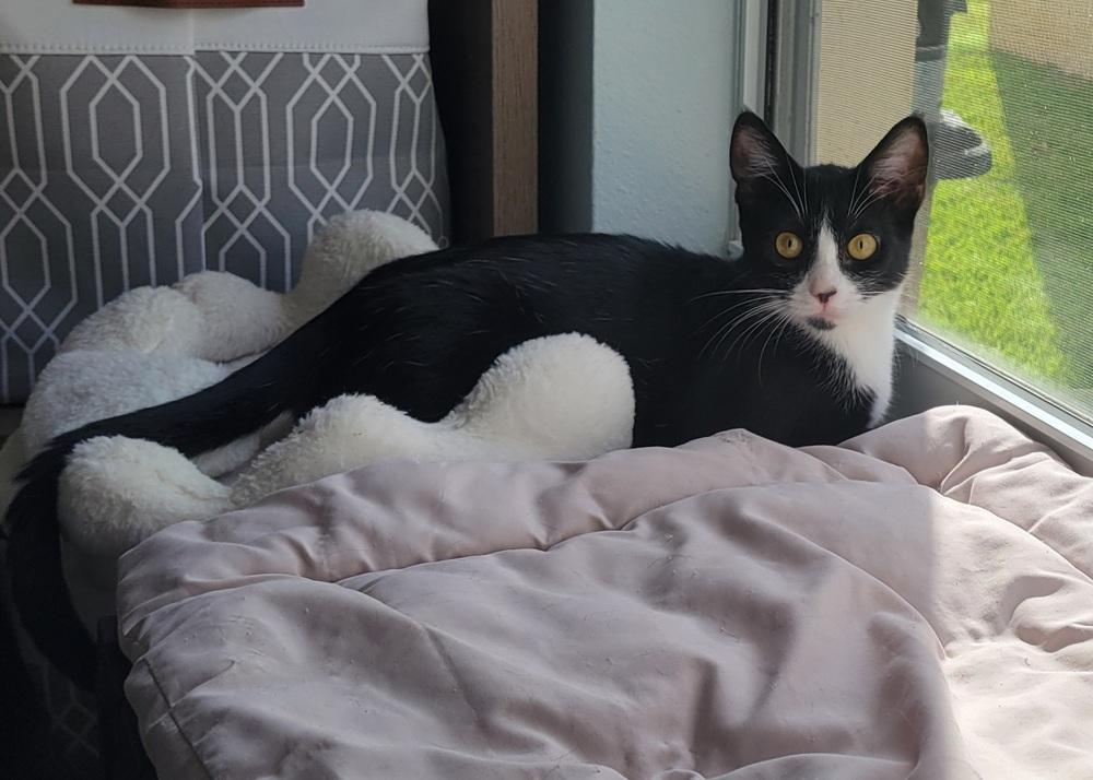 Enlarge Whitetoe, a Adoptable Domestic Short Hair in Orlando, FL image 4/5