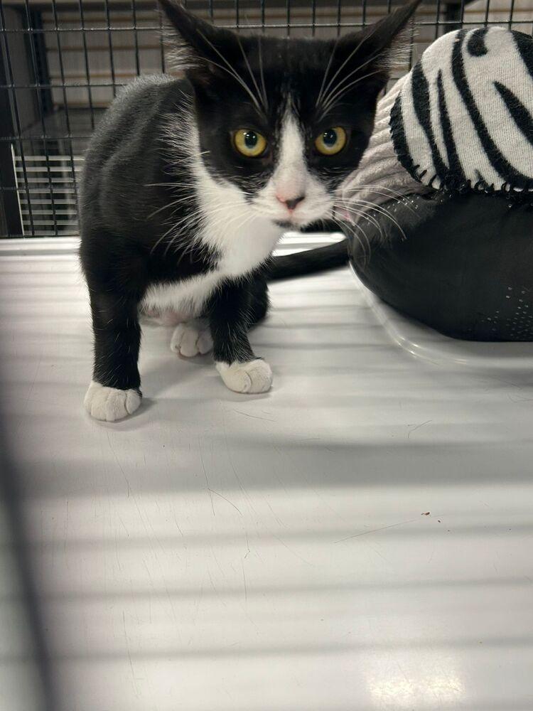 Enlarge Whitetoe, a Adoptable Domestic Short Hair in Orlando, FL image 5/5