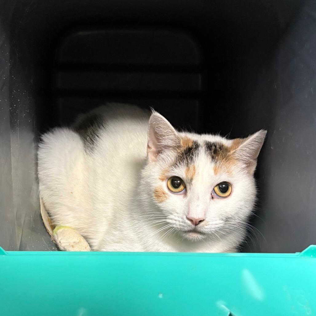 Enlarge Storm Fly, a Adoptable Domestic Short Hair in Windsor, VA image 1/1