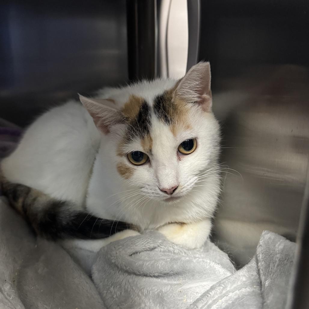 Enlarge Storm Fly, a Adoptable Domestic Short Hair in Windsor, VA image 1/1