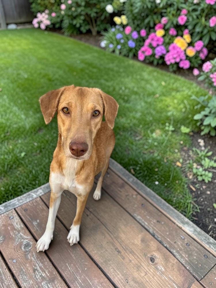 Goldie — thumbnail 2