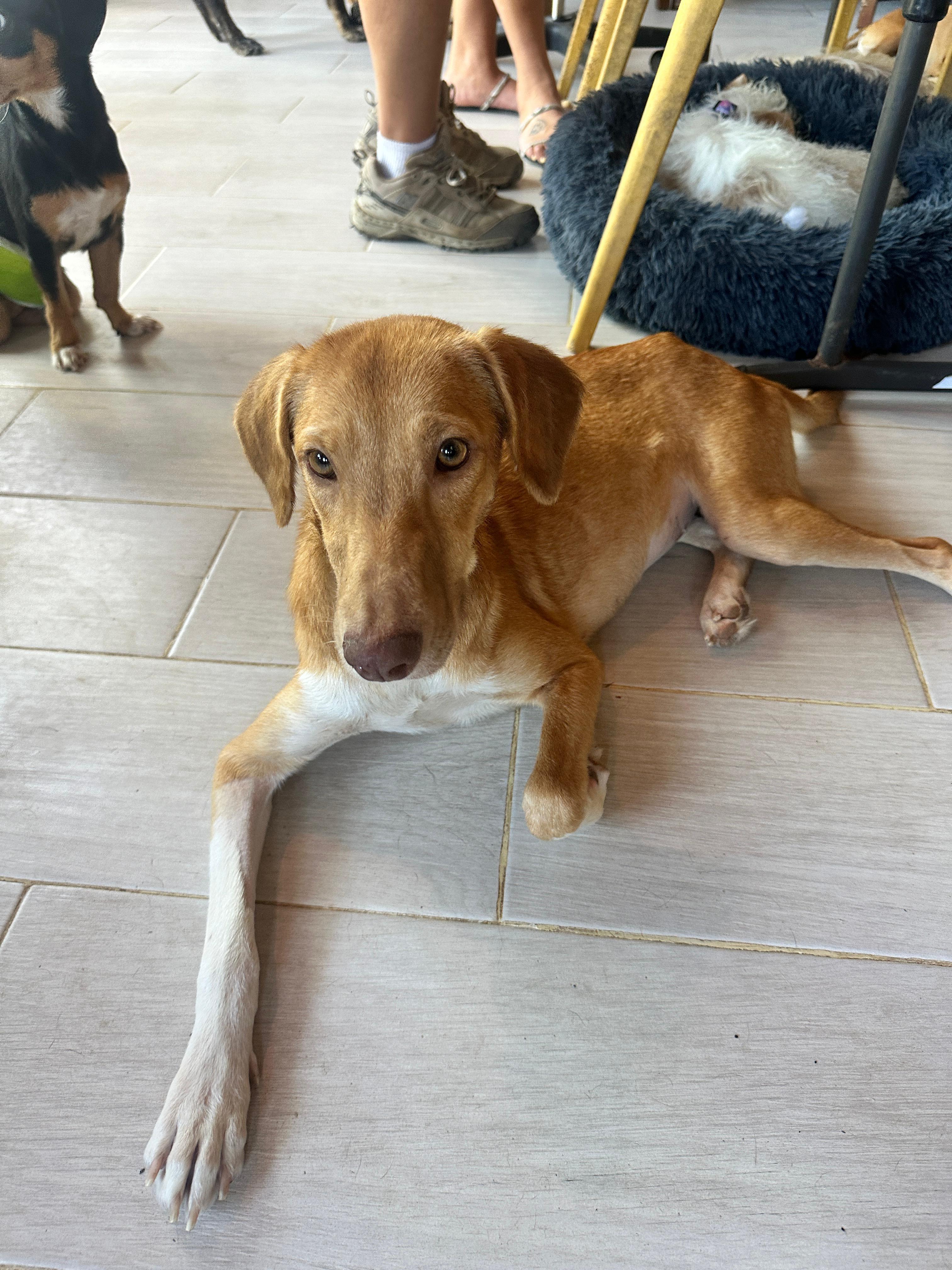 Goldie — thumbnail 3