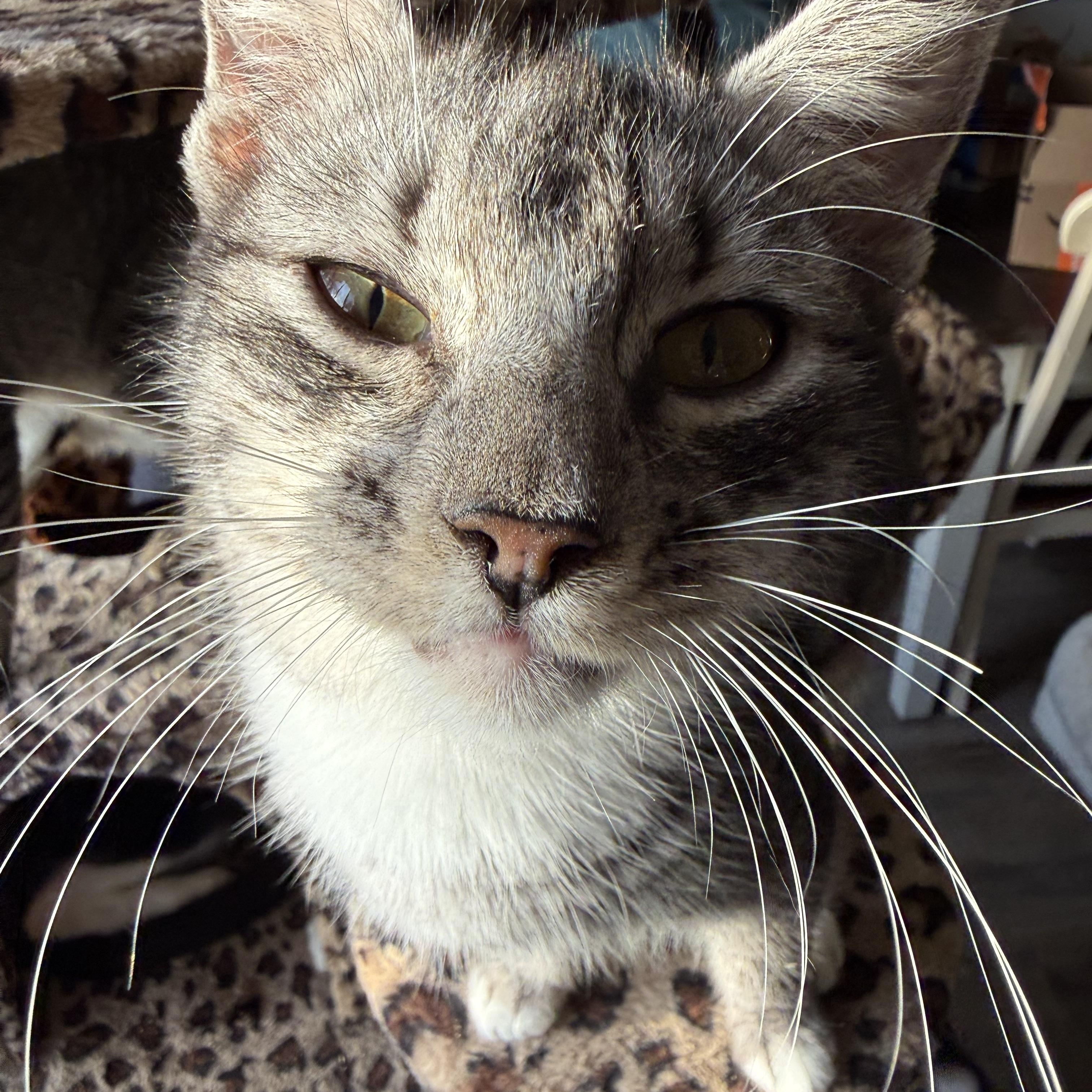 Raider, a ADOPTABLE mixed breed in Ripon, CA image 5/6
