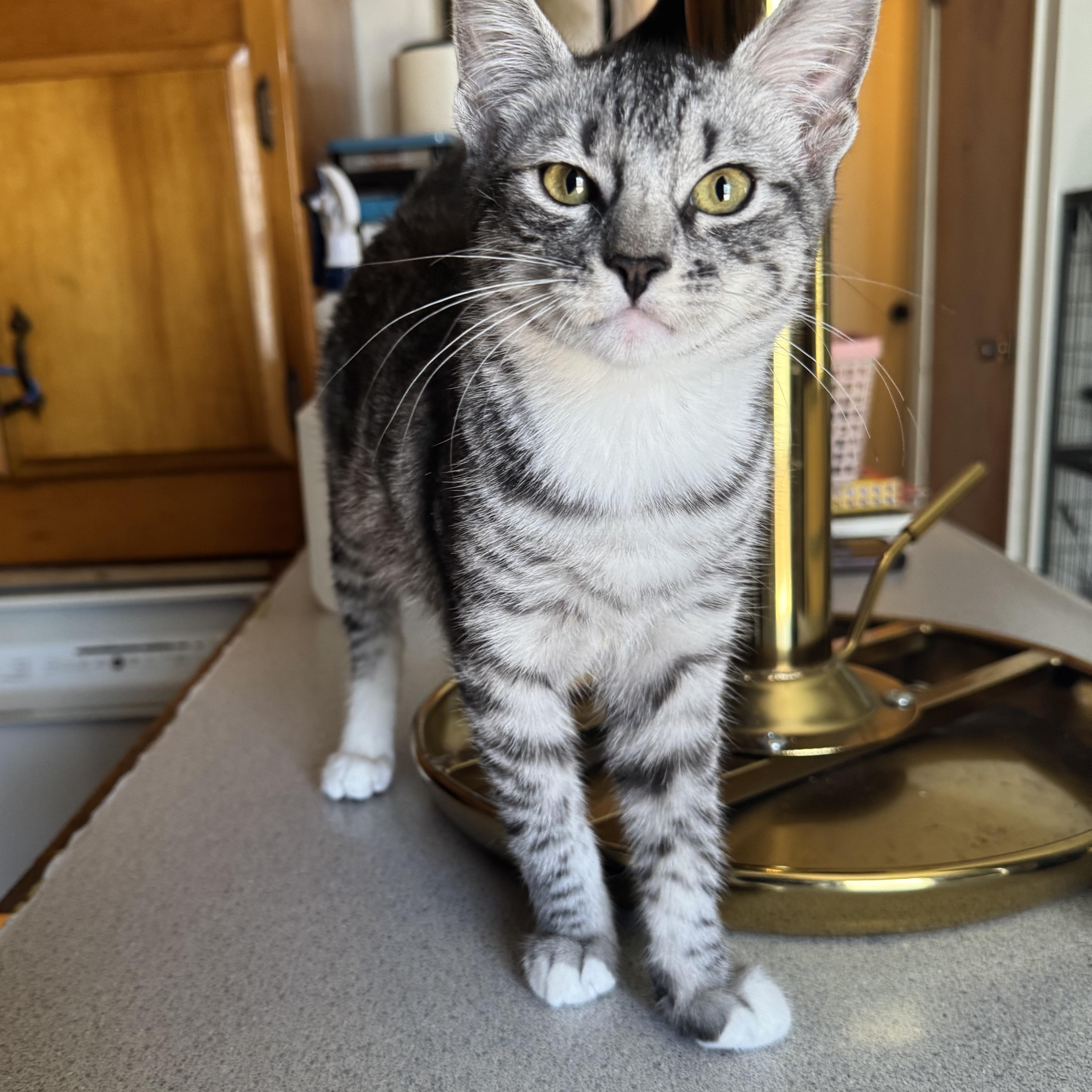 Raider, a ADOPTABLE mixed breed in Ripon, CA image 6/6