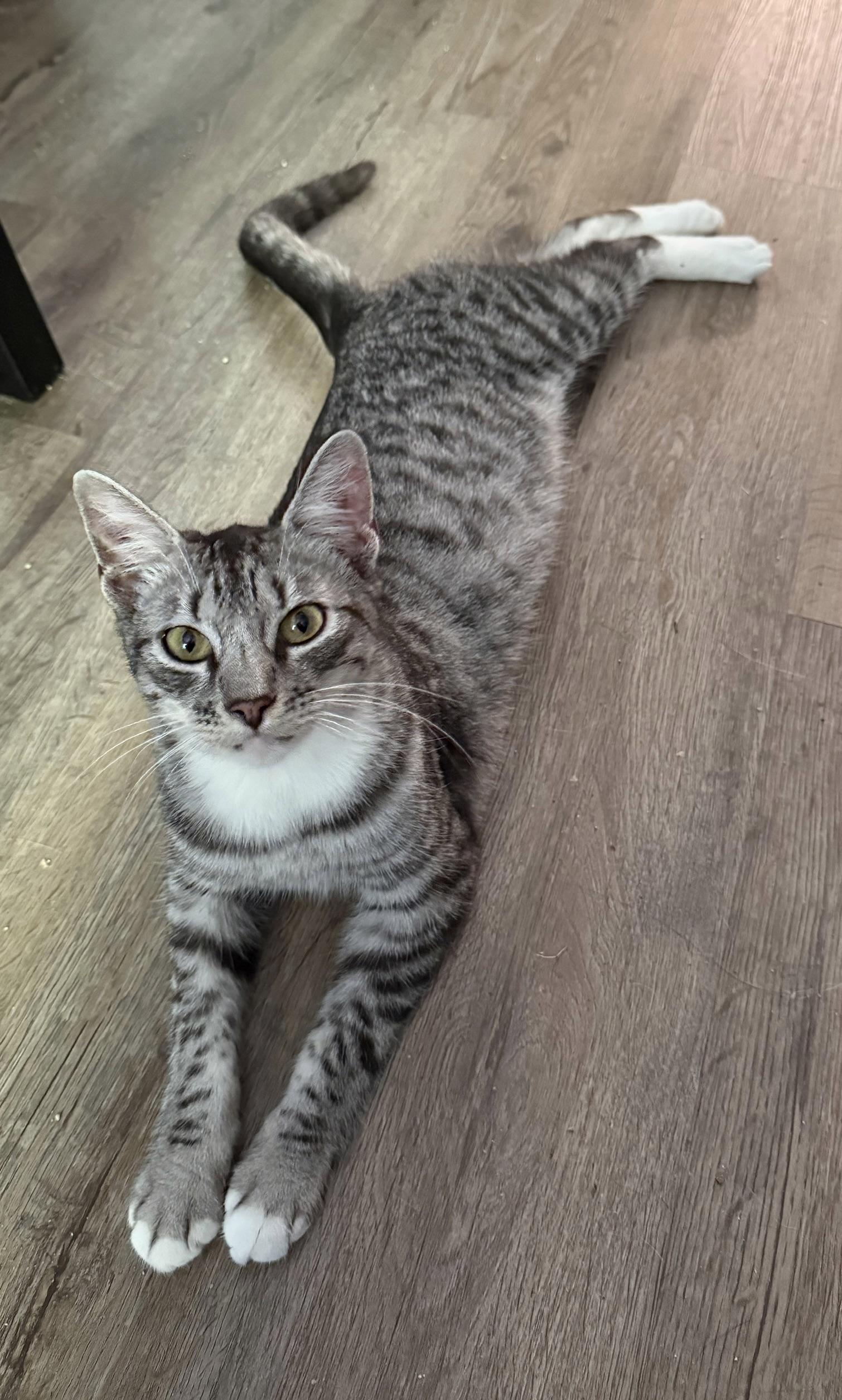 Raider, ADOPTABLE, Young Male Domestic Short Hair.