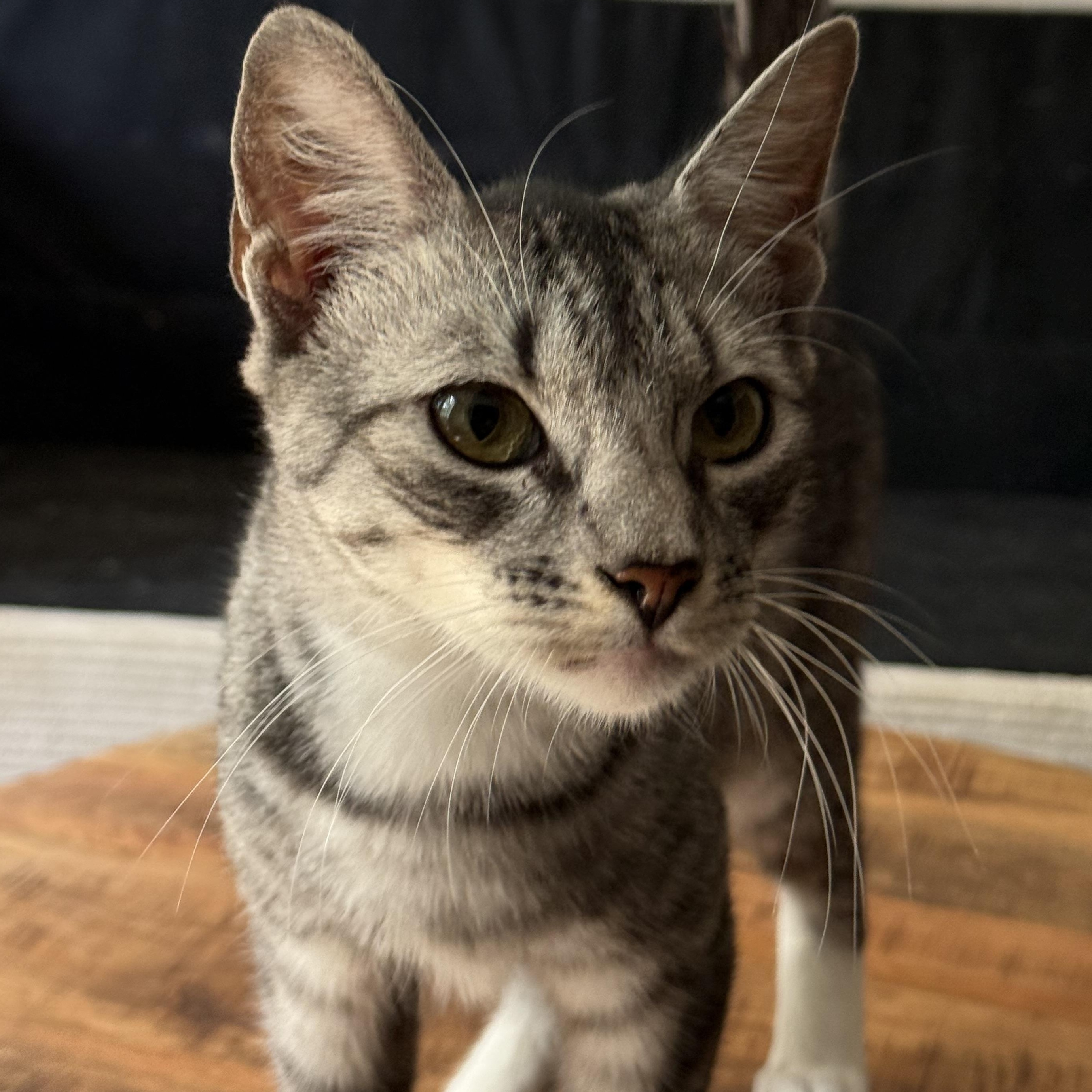 Raider, a ADOPTABLE mixed breed in Ripon, CA image 4/6