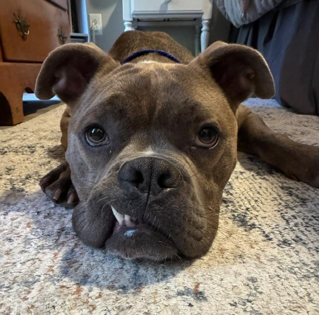 YORK, Adoptable, Adult Male American Bulldog & Mixed Breed.