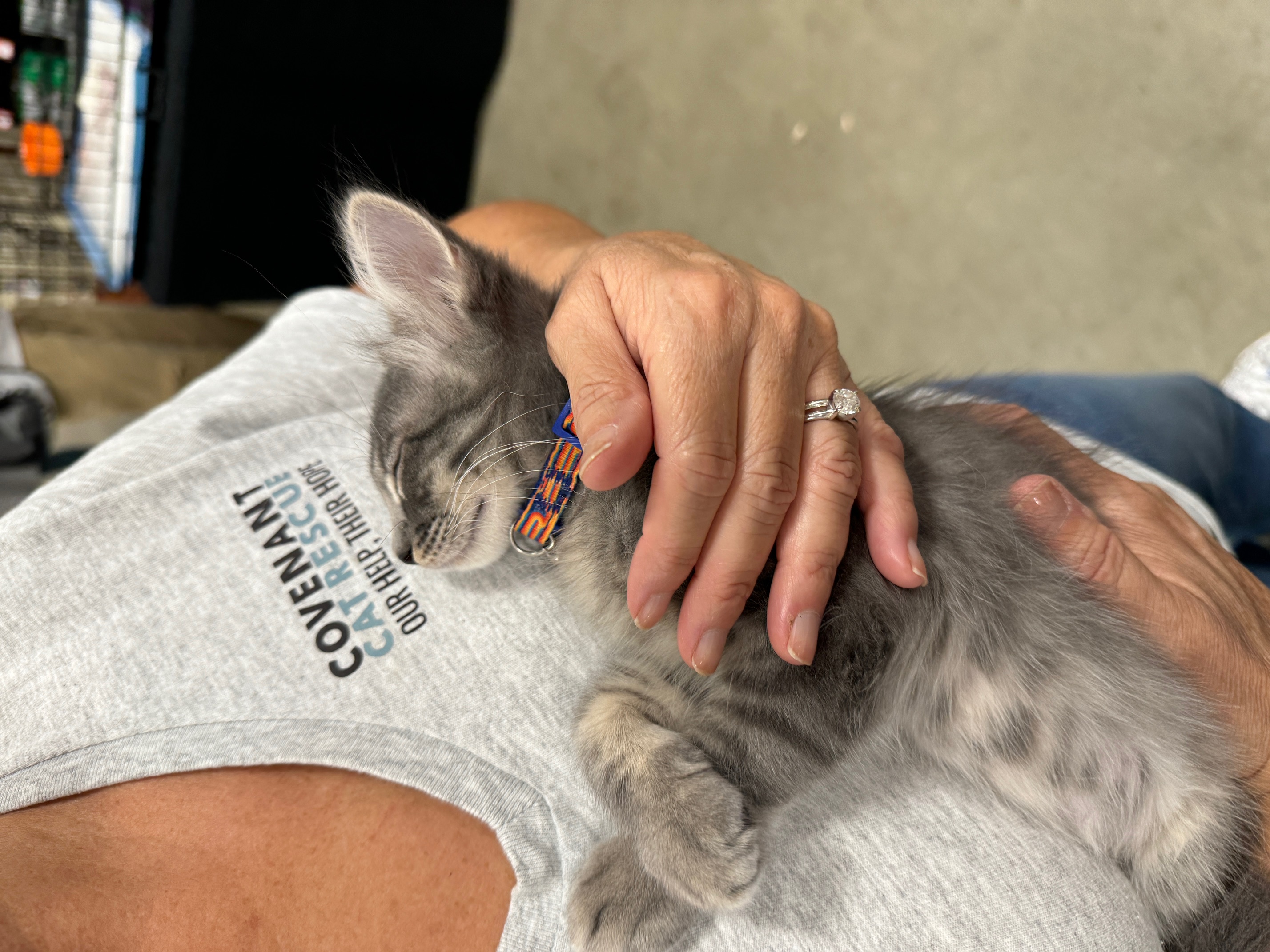 Topolino, Adopted, Kitten Male Domestic Medium Hair.