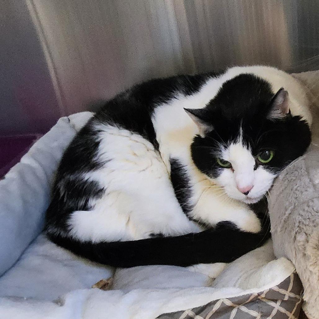 Enlarge Lucy, an adopted Domestic Short Hair in Stanley, VA image 1/1