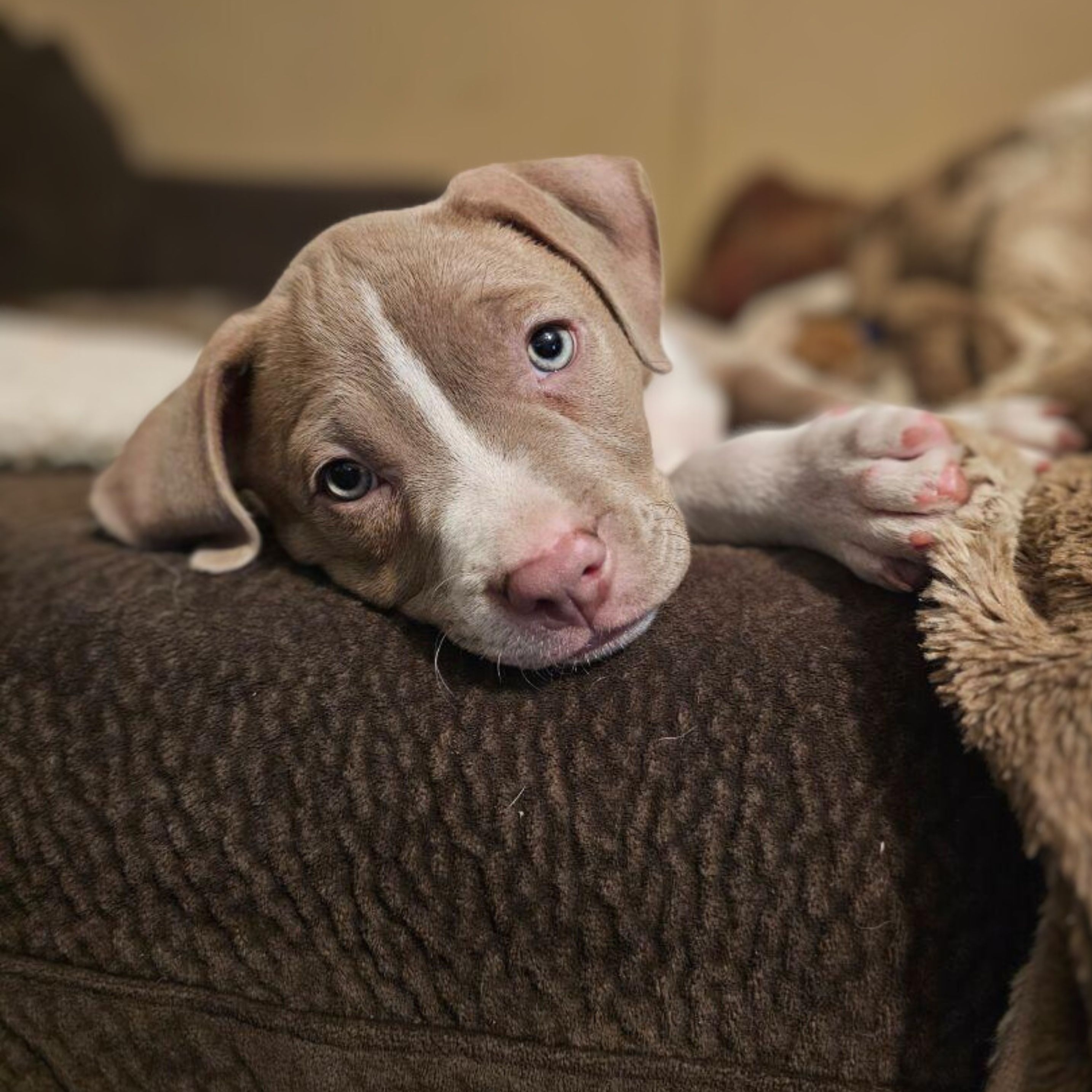Dog for adoption Maya Angelou, a Pit Bull Terrier Mix in Burlington