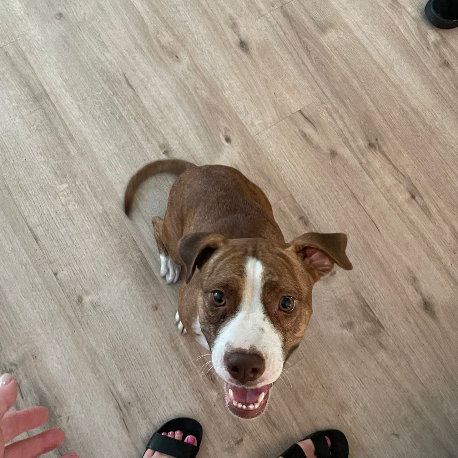 Dog for adoption Maya Angelou, a Pit Bull Terrier Mix in Burlington