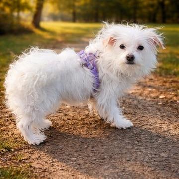 Tali, ADOPTABLE, Adult Female Terrier.