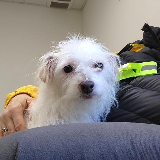 Enlarge Tali, a ADOPTABLE Terrier in Long Beach, WA image 3/3