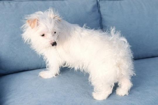 Enlarge Tali, a ADOPTABLE Terrier in Long Beach, WA image 2/3