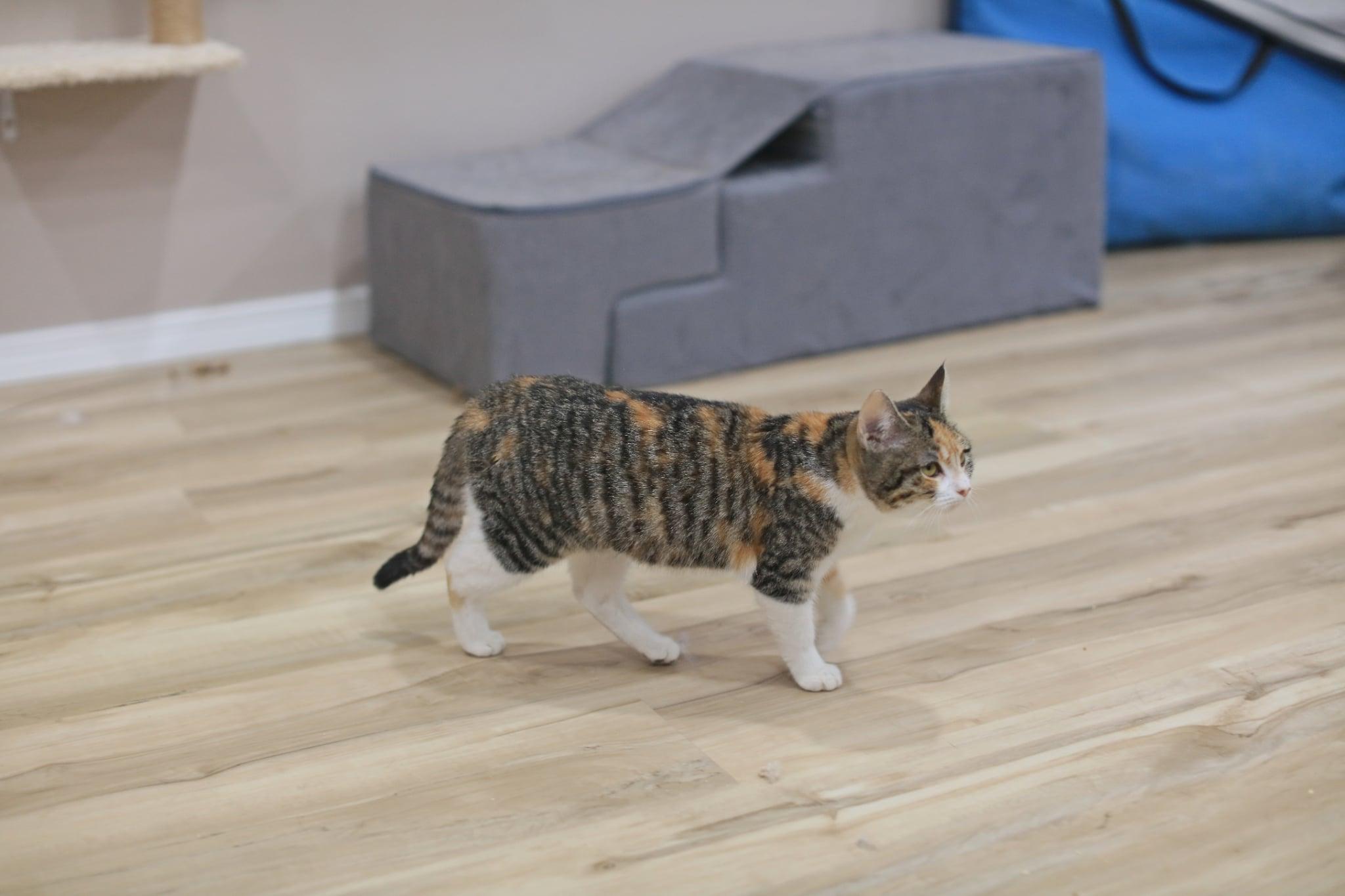 Enlarge Alice Lucky, an adopted Domestic Short Hair in Pasco, WA image 3/5