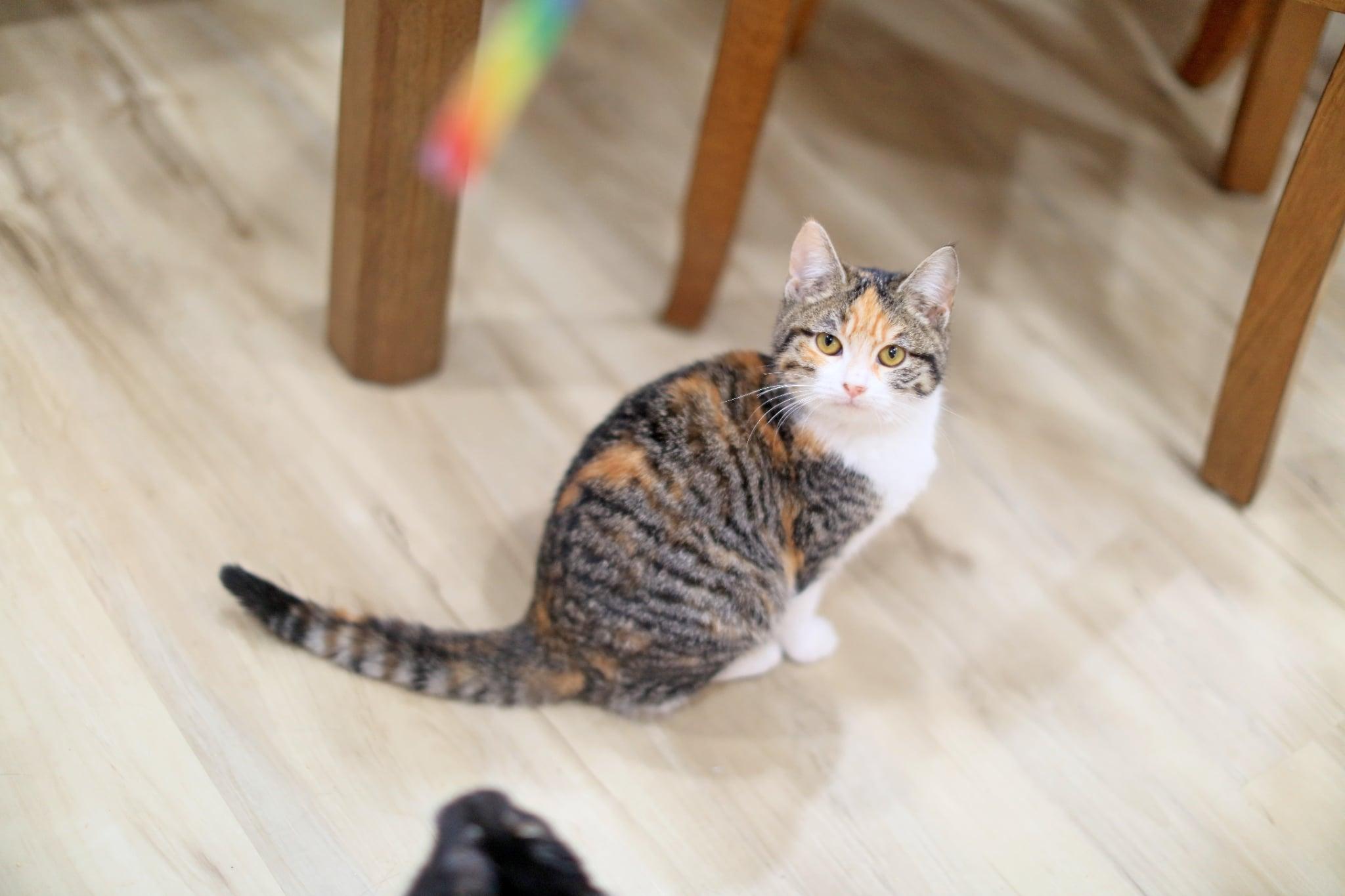 Enlarge Alice Lucky, an adopted Domestic Short Hair in Pasco, WA image 5/5